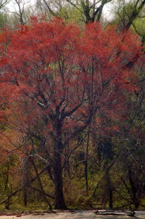 fall tree in red